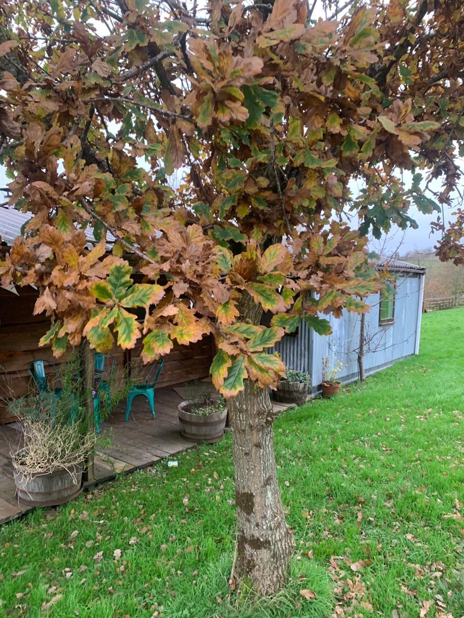 Ceridwen Glamping, Double Decker Bus And Yurts Hotel Llandysul Exterior photo